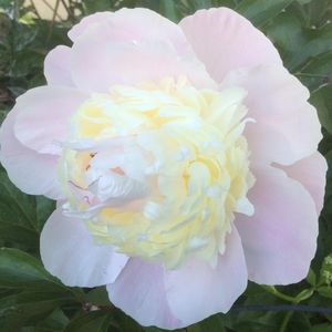 Meet your Posher, Janet